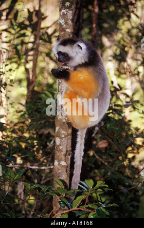 Propithecus Diadema gekrönt sifaka Stockfoto
