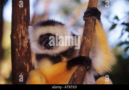 Propithecus Diadema gekrönt sifaka Stockfoto