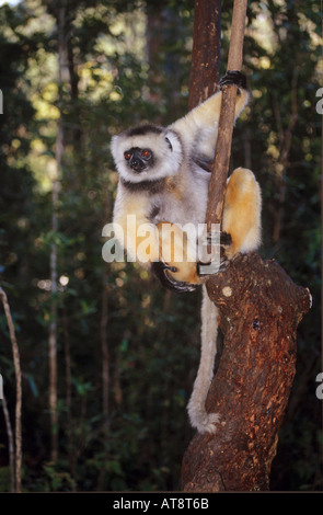 Propithecus Diadema gekrönt sifaka Stockfoto
