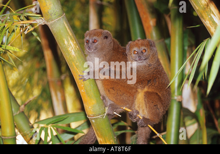 Östliche graue BambusLemur, östliche kleine BambusLemur (Hapalemur griseus griseus griseus). Zwei Individuen in Bambus Stockfoto