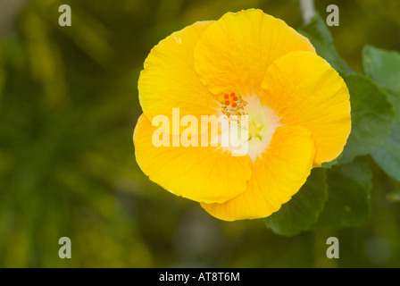 Nahaufnahme, auffällig gelben Hibiskusblüte (Hibiscus Brackenridgei; Pua Aloalo in Hawaii), ist die Zustandblume von Hawaii. Stockfoto