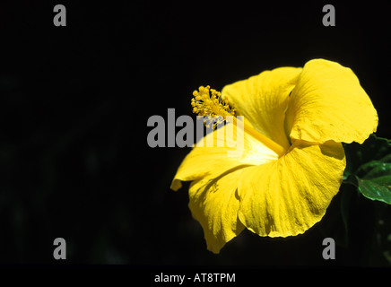 Nahaufnahme von einem gelben Hibiskusblüte Stockfoto