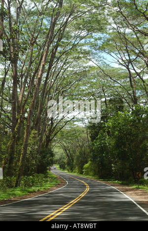 Panoramastraße, Autobahn 132, gesäumt von Bäumen auf dem Weg zum Kaoho, Big Island Stockfoto