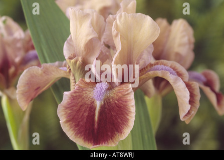 Iris "Quark" Standard Zwerg-Bartiris. Stockfoto