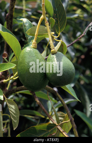 Zwei Insel Avocados auf Baum wächst Stockfoto