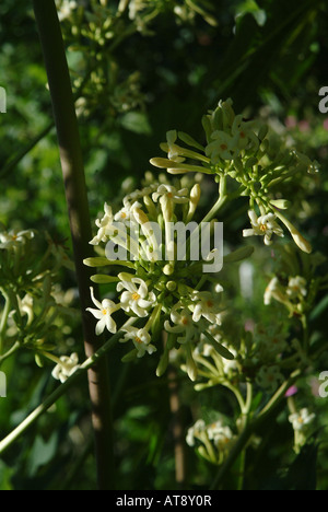 Blüten von einem Papayabaum Stockfoto