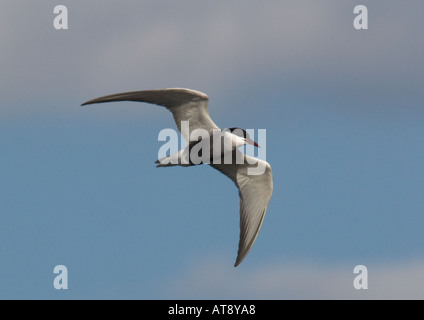 Weissbart Tern im Flug über den See. Chlidonias Hybridus. Fütterung Stockfoto