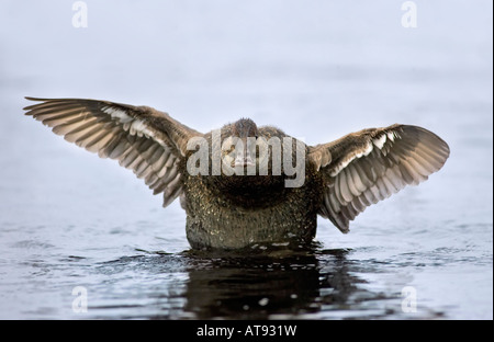 Eine weibliche blau-billed Ente (Oxyura Australis) schlagen ihre Flügel im Wasser am See Senn, Perth, Western Australia, Stockfoto