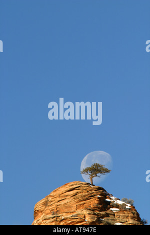 Baum auf Klippe Silhouette gegen fast Vollmond im blauen Himmel Zion National Park Washington County UT Stockfoto