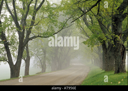 Ahorn gesäumten Kiesweg im Nebel Darling Hill Road Lyndon Caledonia County VT Stockfoto