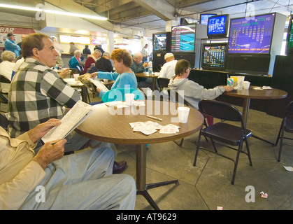 Greyhound Dog Racing Sarasota Florida Stockfoto