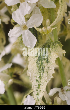 LUNARIA Annua var. Albiflora 'Alba Variegata' (Ehrlichkeit, Satin Blume) Nahaufnahme von Blume und bunte Blatt. Stockfoto