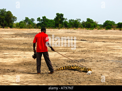 Krokodil Whisperer Mann neckt eine Nil-Krokodil mit einem Huhn Heiligen Krokodile Bazoulé Burkina Faso Stockfoto