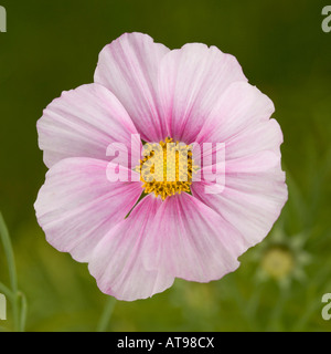 Eine einzelne rosa Cosmos Blume Stockfoto