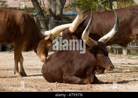 Drei Ankole Rinder genießen Sie die Sonne an der Houston Zoo-Texas-USA Stockfoto