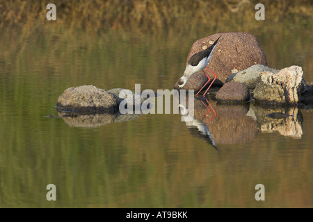 Gleitaar Stelzenläufer Himantopus Himantopus Fütterung neben nisten Standort in Salzwasser Kanal in Lesbos, Griechenland im April. Stockfoto