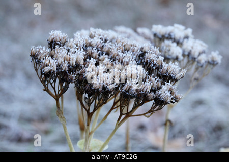 Samen-Leiter der Sedum Blumen.  Jede kleine Blüte am Ende der zusammengesetzten dreifach Dolde ist in winzigen Eiskristallen überzogen. Stockfoto