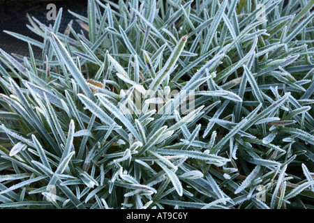 Masse des Gurtes geformt Meer Sparsamkeit Blätter [Armeria Maritima] jeder hat eine schwere frostige Beschichtung von Eiskristallen Stockfoto