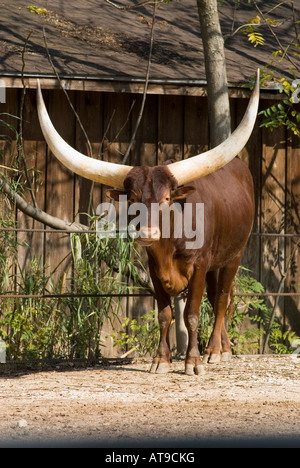 Eine große Ankole kaut seine Wiederkäuen an der Houston Zoo-Texas-USA Stockfoto