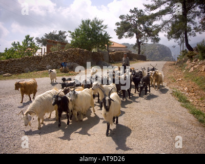 Eine Herde von Ziegen fahren auf Kavak Berg in der karischen Halbinsel der Süd-west Türkei der alten osmanischen griechischen region Stockfoto