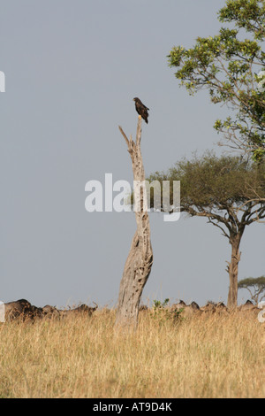 dunkle Morph Augur Buzzard thront auf toten Baumstamm mit Topi unten, Masai Mara Nationalpark, Kenia, Osten, Afrika Stockfoto