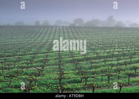 Morgennebel über Weinberg Zeilen im Frühjahr entlang Union Road Paso Robles San Luis Obispo County in Kalifornien Stockfoto