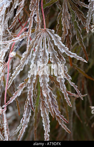 Gefiederten Blatt der japanische rot-Ahorn mit jedem Flugblatt hat eine Einfassung des frostigen Eiskristalle Stockfoto