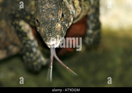 Leiter des Nil Waran (Varanus Niloticus) mit abstehenden gespaltener Zunge Stockfoto