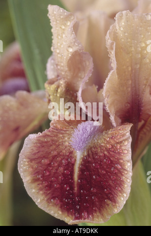 Iris "Quark" Standard Zwerg-Bartiris. Stockfoto