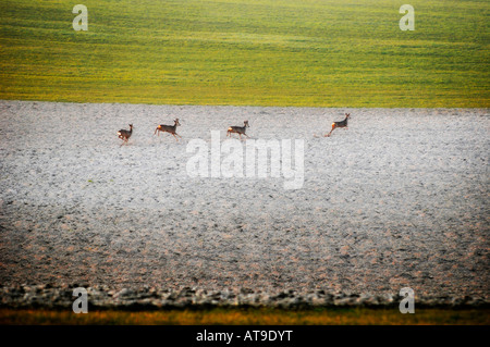 Reh läuft über ein Feld Stockfoto