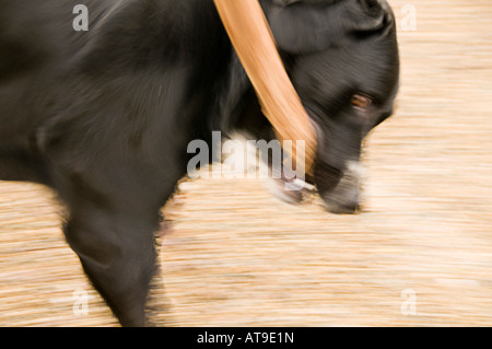 Schwarzer Hund spielen holen Stockfoto