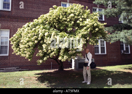 Große Hydrangea Paniculata beschnitten am ehesten 'Grandiflora', ein großer Baum wie Form mit Person unter für Skala Stockfoto