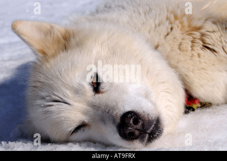 Ruhenden Grönlandhund Schlitten Hundeschlitten Hund Stockfoto