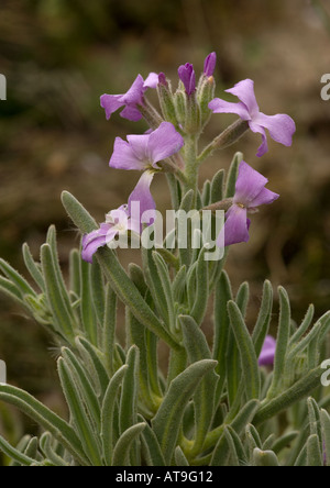 Meer-Aktie auf Sanddünen Matthiola sinuata Stockfoto