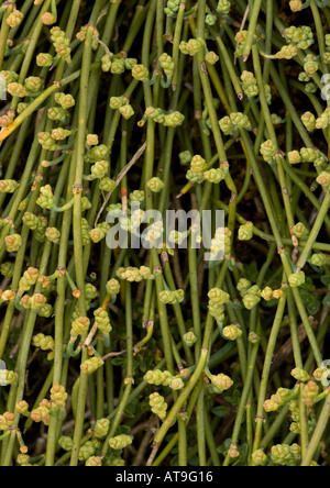 Gemeinsame Kiefer auf Sanddünen Bretagne Küste Ephedra Distachya Stockfoto