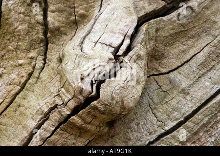 Risse in den Stamm eines alten Baumes Stockfoto