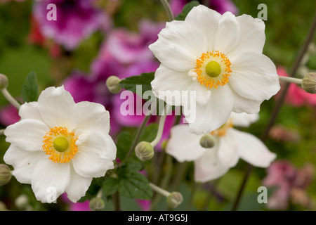 Weiß und Gelb japanische Anenome Blumen Stockfoto