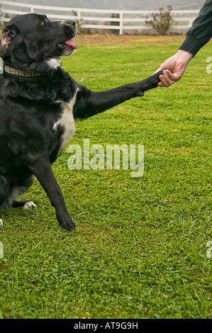 Hand schütteln Mannes Hund Stockfoto