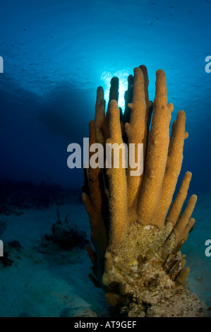 Säule Coral mit Boot auf Oberfläche The Crack Divesite Provo-Turks-Caicos-Inseln Stockfoto