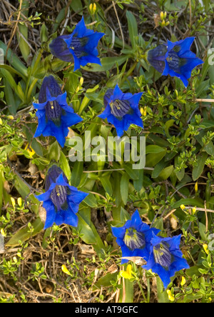 Eine Trompete Enzian auf Kalkstein. Gentiana angustifolia Stockfoto