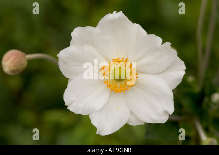 Einen einzigen weißen und gelben japanische Anenome Stockfoto