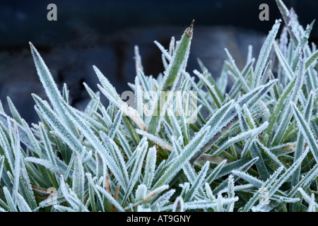 Masse des Gurtes geformt Meer Sparsamkeit Blätter [Armeria Maritima] jeder hat eine schwere frostige Beschichtung von Eiskristallen Stockfoto