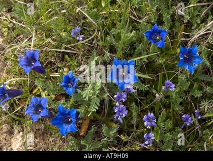 Schmale rotblättrige Trompete Enzian mit Kreide Kreuzblume etc.. Gentiana angustifolia Stockfoto