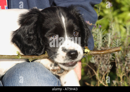 8 Wochen alten Springer Spaniel Welpe Hund Kauen einen Stock Stockfoto