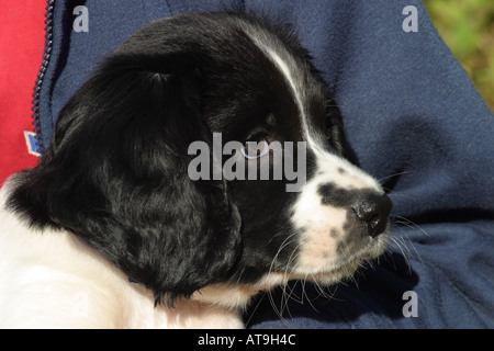 Englisch Springer Spaniel Welpen Hund im Alter von 8 Wochen Stockfoto