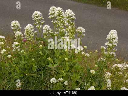 Roter Baldrian in der weißen Form Centranthus ruber Stockfoto