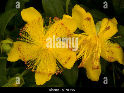 Rose von Sharon im Königreich von SE Europa Türkei eingebürgert. Hypericum calicynum Stockfoto