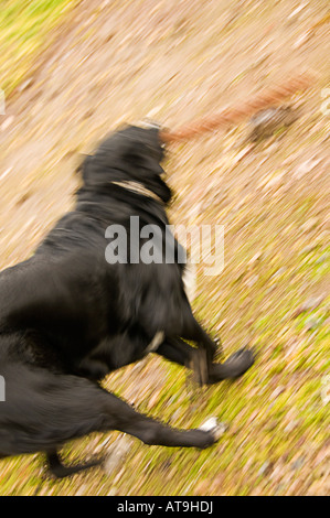 Schwarzer Hund spielen holen Stockfoto