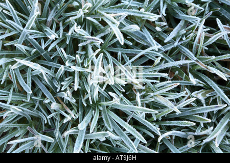 Masse des Gurtes geformt Meer Sparsamkeit Blätter [Armeria Maritima] jeder hat eine schwere frostige Beschichtung von Eiskristallen Stockfoto