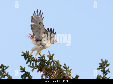 Hawk ausziehen Stockfoto